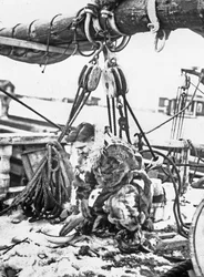 Amiral Robert Edwin Peary (1856-1920) amerikansk utforskare av Arktis (nordpolen) här på "Roosevelt" 1909