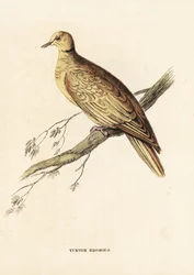 Afrikansk halsbandsduva (ringduva), Streptopelia roseogrisea risoria (Turtur risorius). Handkolorerad stålgravyr efter Edward Lear från Georg Friedrich Treitschkes naturhistoriska galleri, Naturhistorischer Bildersaal des Thierreiches, Liepzig
