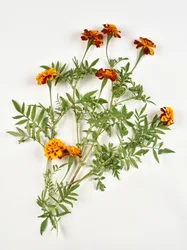Afrikansk ringblomma på vit bakgrund