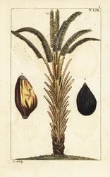 Afrikansk oljepalm med frukt, Elaeis guineensis.