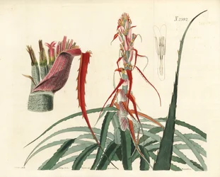 Aguava, Bromelia alsodes (Smalbladig ananas, Bromelia sylvestris). Handkolorerat kopparstick av Weddell efter en botanisk illustration av John Curtis från William Curtis