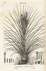 Luftväxt, Tillandsia juncea (Bonapartea juncea). Handkolorerad litografi från Louis van Houtte och Charles Lemaires Flowers of the Gardens and Hothouses of Europe, Flore des Serres et des Jardins de l