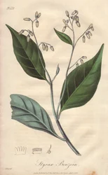 Alibouffier eller styrax (Styrax benzoin) - Starkt vatten av William Clarke för att illustrera "Medical Botanical, Description of the Medicinal Plants of London, Edinburgh, and Dublin" av John Stephenson och James Morss Churchill, publicerad i London av Jo