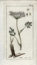 Alpkörvel eller bergsfänkål (Meum athamantium). Litografi från "Afbeelding der Artseny-Gewassen" av Johannes Zorn (1739-1799), Nederländerna