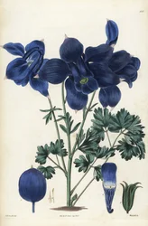 Alpin akleja, Aquilegia alpina. Handkolorerat kopparstick av Weddell efter en botanisk illustration av Edward Dalton Smith från Robert Sweet