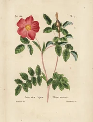 Alpin ros, Alpin ros, Rosa alpina. Handkolorerad litografi av Lecouturier efter en botanisk illustration av Borromee från Pierre Boitards Rose-Lover