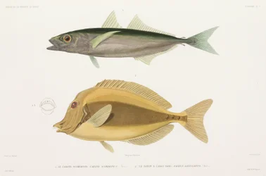 Amberstripe scad och Razor surgeonfish