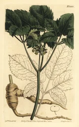 Amerikansk ginseng, Panax quinquefolius