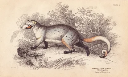 Amerikansk paradox, Paradoxurus dubius. Från ett exemplar i Philadelphia Museum. Handkolorerat stålgravyr av Lizars efter en illustration av Charles Hamilton Smith från William Jardine