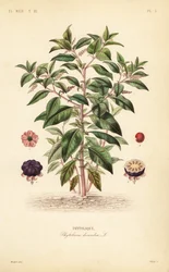 US Pokebd, Fitlakka Americana, Fitlakka Dekendra, Fitlak