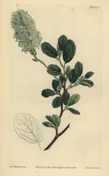 Amerikansk Wych Hazel, Fothergilla gardenii (Trubbigbladig fothergilla, Fothergilla alnifolia obtusa)