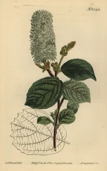 Amerikansk wychhassel, Fothergilla gardenii (bredbladig fothergilla, Fothergilla alnifolia major)