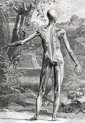 Anatomisk illustration
