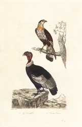 Andinsk kondor och södra crested caracara.