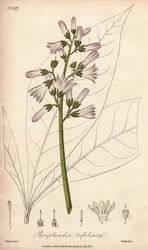 Angostura-träd, Angostura trifoliata