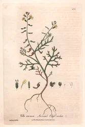 Annuell vella (Vella annua) - Botanisk plansch av Isaac Russell, graverad av Charles Matthews, från "English Botanical Phenomenes" av William Baxter (1788-1871)
