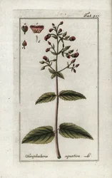 Vattenskorpion (Scrophularia aquatica). Litografi från "Afbeelding der Artseny-Gewassen" av Johannes Zorn (1739-1799), Nederländerna