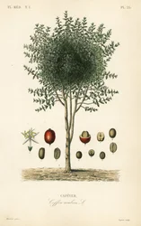 Arabiskt kaffeträd, Coffea arabica, Cafeyer
