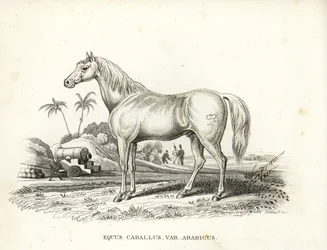 Arabisk häst eller arabhäst, Equus caballus var. arabicus. Med Napoleons märke på flanken och franska soldater och kanoner i en nordafrikansk slagfältsmiljö. Handkolorerad litografi från Georg Friedrich Treitschkes naturhistoriska galleri, Naturhistor