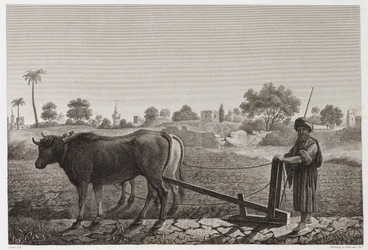 Åkerbruk, plöjning Plöjning med oxar, Egypten, ca 1798