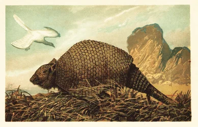 Archeopteryx lithographica och Panochthus tuberculatus.1908 (litografi)