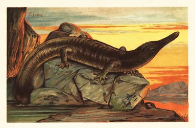 Archegosaurus decheni solar sig på en sten.1908 (litografi)