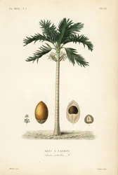 Areca nötpalm, Areca catechu, Arec a cachou