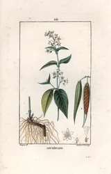Asclepiade ou herbe à la wadding ou herbe aux parruches - Gravyr av Lambert fils efter en teckning av Pierre Jean Francois Turpin (1775-1840), hämtad ur La flore medicale, av Chaumeton, Poiret et Chamberet, Paris 1830 - Svalört, Vincetoxicum hirund