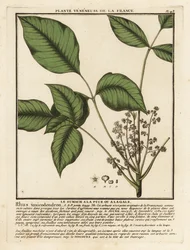 Atlantisk giftek, Toxicodendron pubescens.