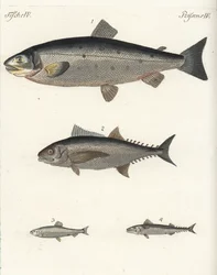 Atlantlax, Salmo salar 1, tonfisk, Thunnus species 2, sill, Clupea harengus 3, och atlantmakrill (makrill), Scomber scombrus 4. Handkolorerat kopparstick från Friedrich Johann Bertuchs Bilderbuch fur Kinder (Bilderbok för C