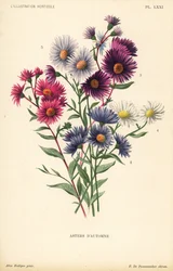 Höstens asters: Aster novae angliae var. Constance, Aster novae angliae var. Ruber, Aster novae angliae var. Bowman, Aster amygdalinus, och Aster novi belgii Robert Parker. Kromolitografi av Pieter de Pannemaeker efter en illustration av Alice Rodigas f