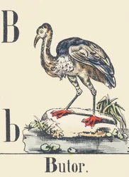B: Bittern, c1880-1900 (illustration)