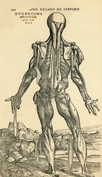 Baksidan av den manliga människokroppen, en anatomisk studie som ursprungligen publicerades i De Humani Corporis Fabrica Libri Septem (Om människokroppens tyg i sju böcker) av Andreas Vesalius, publicerad Basel