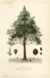 Skallig cypress eller träskcypress, Taxodium distichum, Cypres chauve
