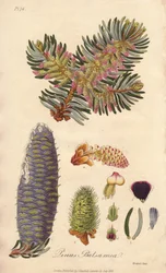 Balsamgran (Abies balsamea) - Starkt vatten av William Clarke för att illustrera "Medical Botanical, Description of the Medicinal Plants of London, Edinburgh and Dublin" av John Stephenson och James Morss Churchill, publicerad i London av John Churchill år