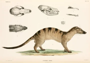 Bandad palmcivet, Indonesien