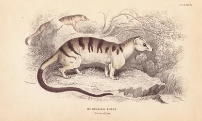Bandad palm civet katt, Hemigalus derbyanus (Hemigalea zebra). Hotad. Handkolorerat stålgravyr av Lizars efter en illustration av Charles Hamilton Smith från William Jardine