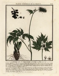 Banebär, Actaea spicata.