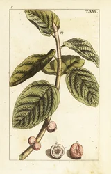 Banyan fikongren med frukt, Ficus benghalensis.