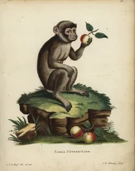 Berberapa eller makak, Macaca sylvanus. Utrotningshotad. Simia silvanus Linn. Handkolorerat kopparstick av C.D. Henning efter en illustration från naturen av C. J. G. Reuss från Johann Christian Daniel Schreber