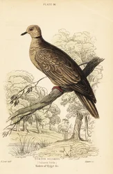 Barbariduva, Streptopelia risoria. 1889 (gravyr)