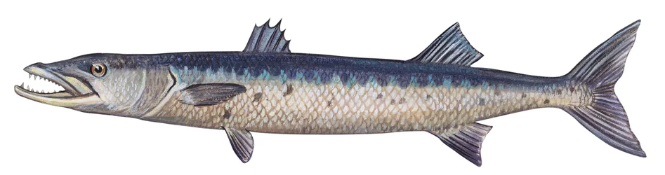 Barracuda - Stor barracuda (Sphyraena barracuda)