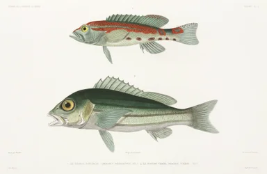 Barred serrano havsabborre och blå och guld snapper