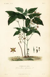 Barnört eller biskopsmössa, Epimedium alpinum, Epimede des alpes