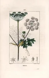 Berce ou charavie - Gravyr av Lambert fils, efter en teckning av Pierre Jean Francois Turpin (1775-1840), från La flore medicale, de Chaumeton, Poiret et Chamberet, Paris 1830 - Vanlig svinmålla eller kovall, Heracleum sphondylium - Gravyr av Lambert fils,