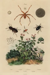Storögd skalbagge, Notiophilus biguttatus, ryggsimmare, Nononecta-arter, nummulitfossil, mörkbagge, Nyctelia-arter, fladdermusfluga, Nycteribia-arter