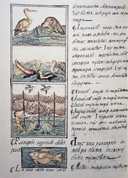 Fågeljakt på sjön, sida från den florentinska Codex, tvåspråkig version på spanska och Nahuatl, Allmän historia om det nya Spaniens saker, av den spanska missionären Fray Bernardino de Sahagun (1499-1590). Aztekisk civilisation