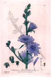 Bitter Chicoree (Cichorium intybus) Botanisk plansch från "British Phaenogamous Botany" av William Baxter och Charles Mathews 1841