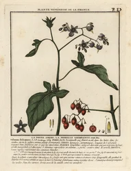 Besksöta, Solanum dulcamara.