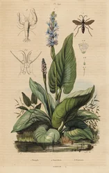 Svartbandad spindelgeting, Anoplius viaticus 1, plockgräs, Pontederia cordata 2 och väktarräka, Anchistus custos 3